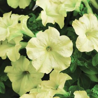 Sophistica Lime Green Petunia Thumbnail